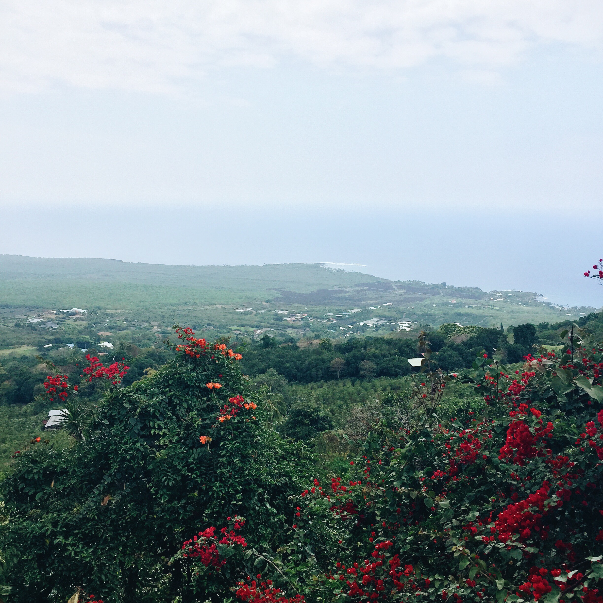 Best Places To Eat on The Big Island | The Coffee Shack | | Kona Coffee | Local Recommendations on The Big Island of Hawaii | Traveling to Hawaii | Things To Do In Hawaii | Vacationing to the Big Island of Hawaii | What To Do On The Big Island of Hawaii | Sceen'ry Travel Blog | elanaloo.com